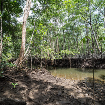 Nature trail leading through mangroves // Katrin Spanke // Panama