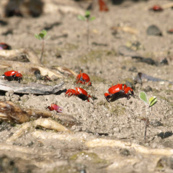 Fiddler Crabs in an Indonesian Mangrove // Laura Michie // Indonesia