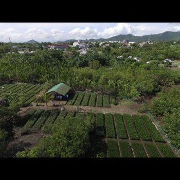 Mangrove Seedlings // Jan Michael de veyra // Philippines