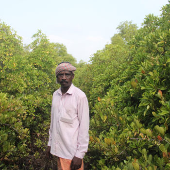 Unknown hero's of Mangrove conservation // Naveen Mathew // India