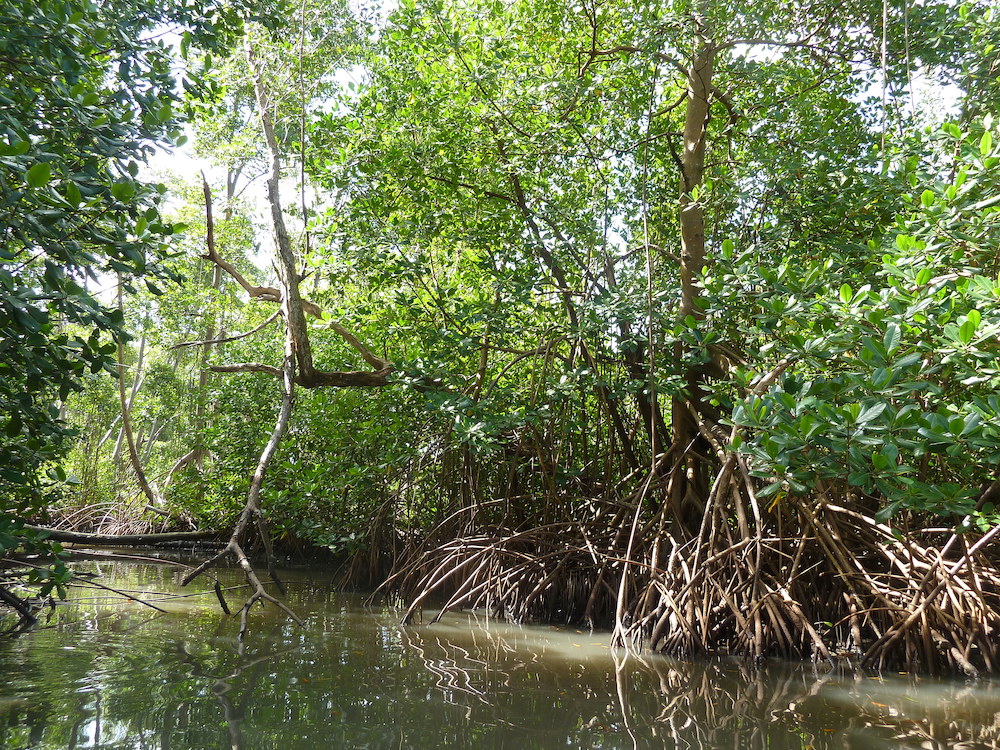 Ecotones vs Mangroves