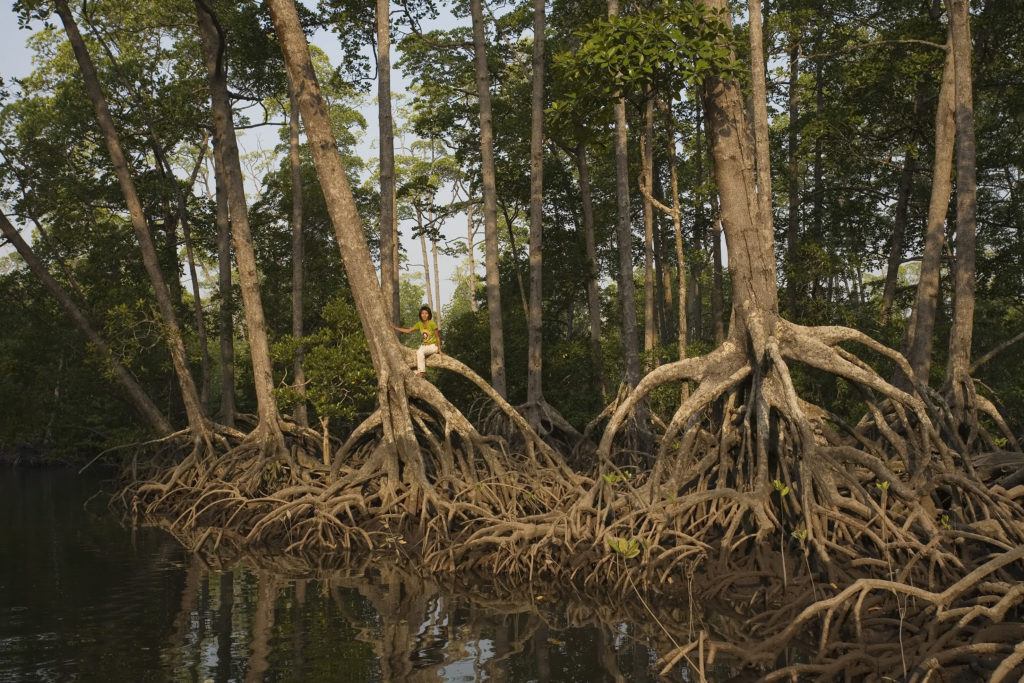 Why Mangroves?