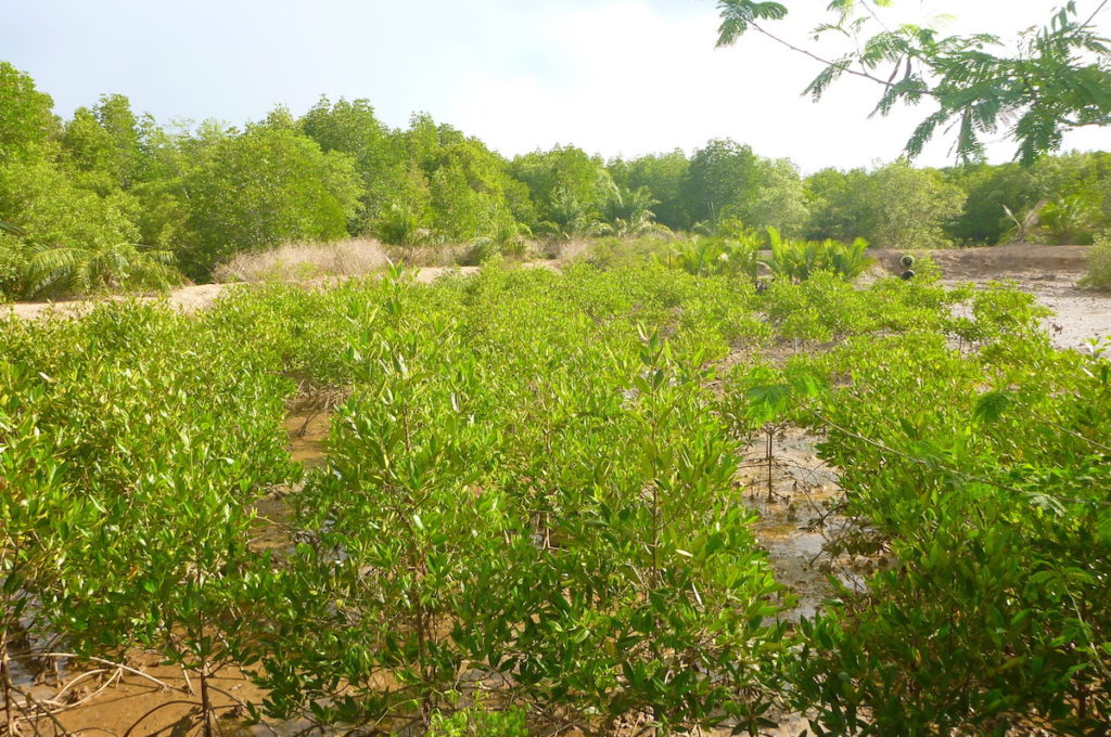 Community-Based Ecological Mangrove Restoration