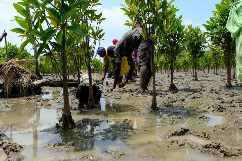 Cbemr Mangrove Restoration Mangrove Action Project