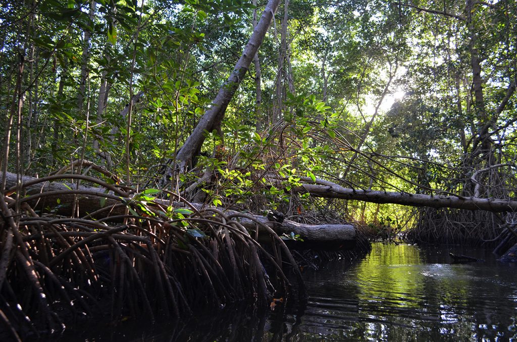 World Mangrove Day Photography Awards - Mangrove Action Project