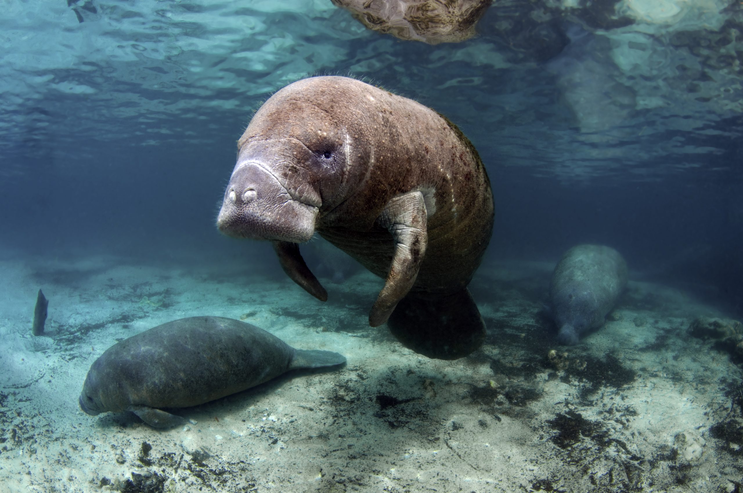 Gabon Manatees