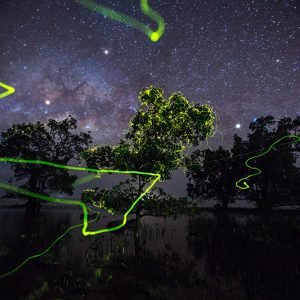 'Mangrove Fairies' - Mangrove Photography Awards Print