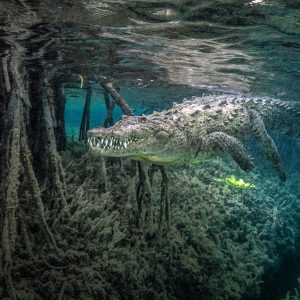'Welcome Grin' - Mangrove Photography Awards Print