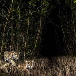 'Once Again Being a Mother' - Mangrove Photography Awards Print