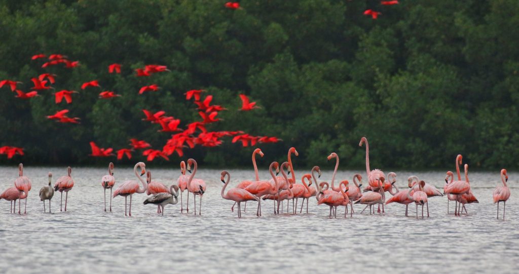 The Importance of Mangrove Forests for Migratory Birds - Mangrove