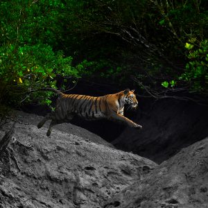 'Adaptation of the Bengal Tiger' - Mangrove Photography Awards Print