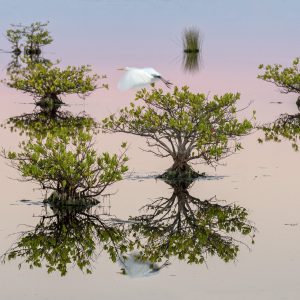 'Mangroves at Dawn' - Mangrove Photography Awards Print