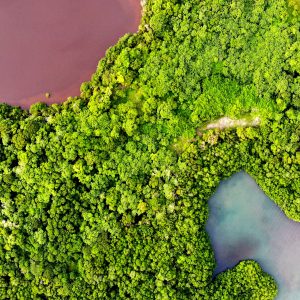 'Mangroves from Above' - Mangrove Photography Awards Print
