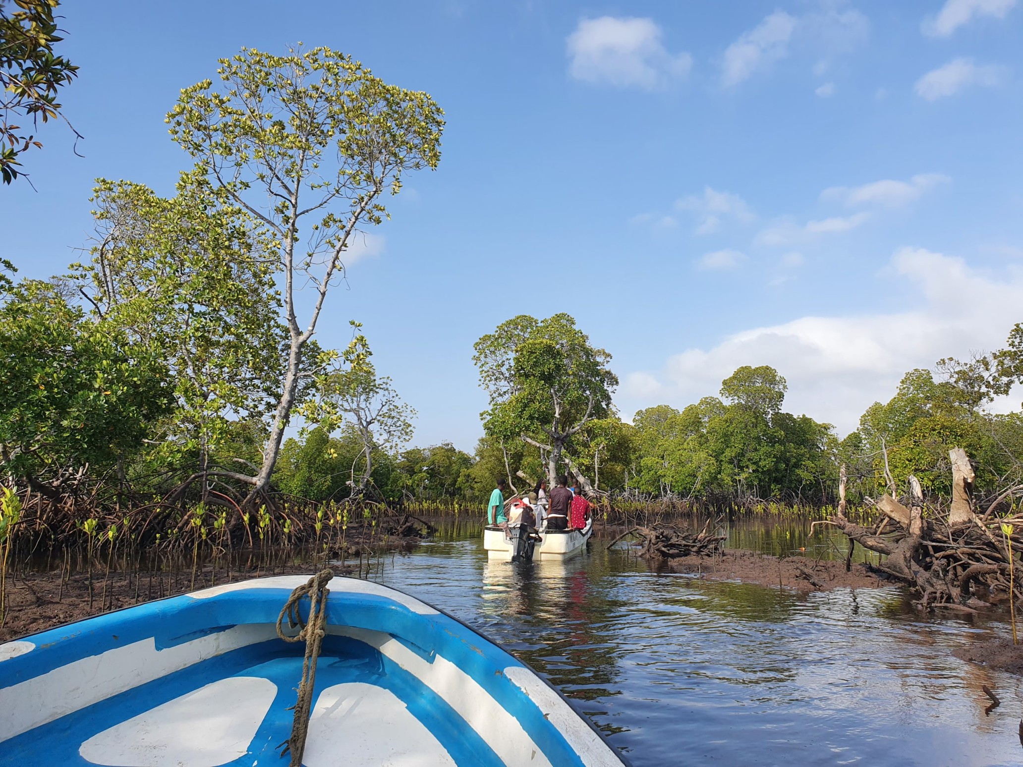 Pada global tahun alliance dilancarkan mangrove 9 JENAMA