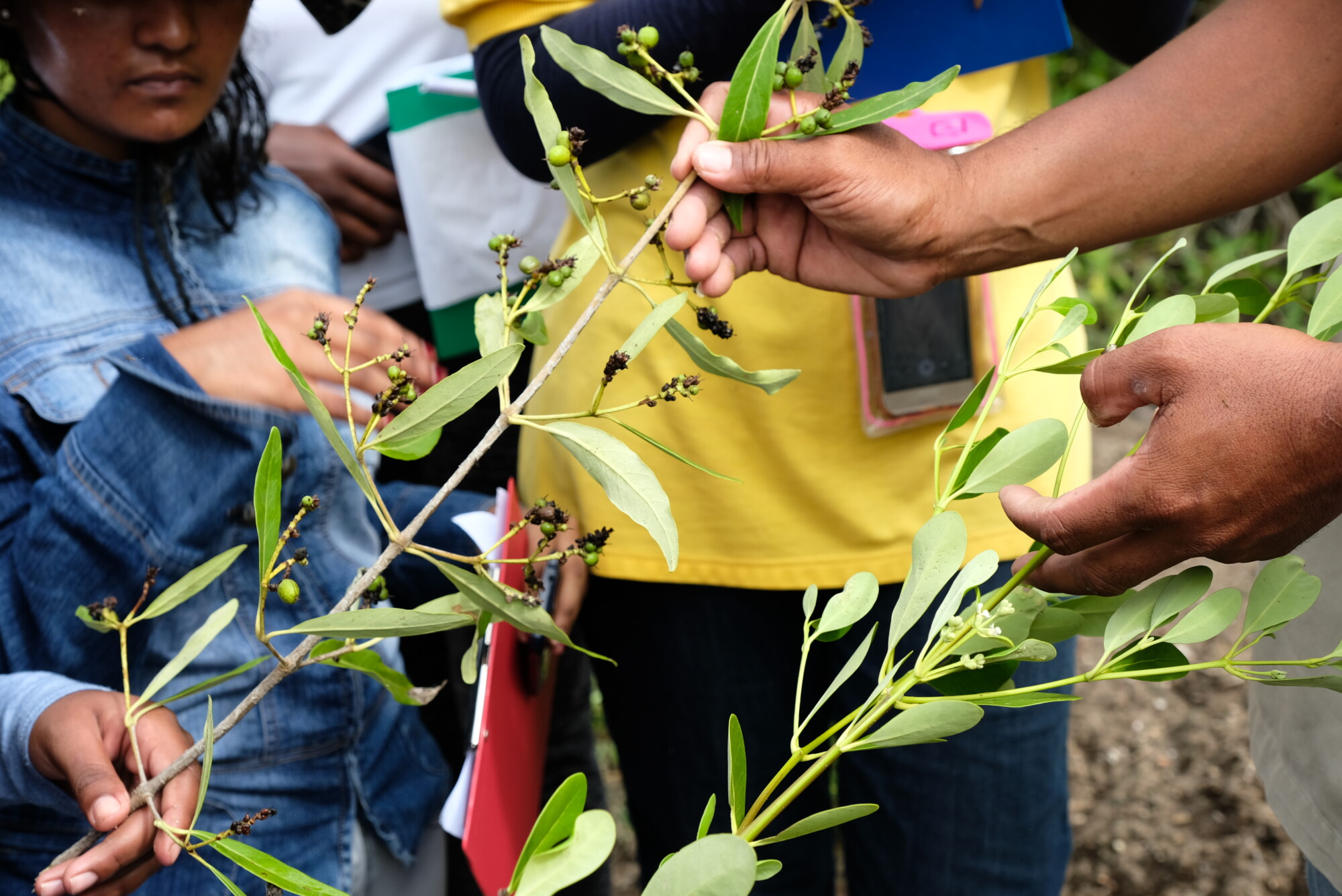 our-history-mangrove-action-project