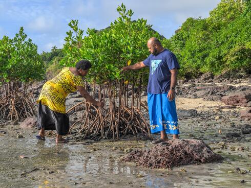 community members monitor mangrove starts