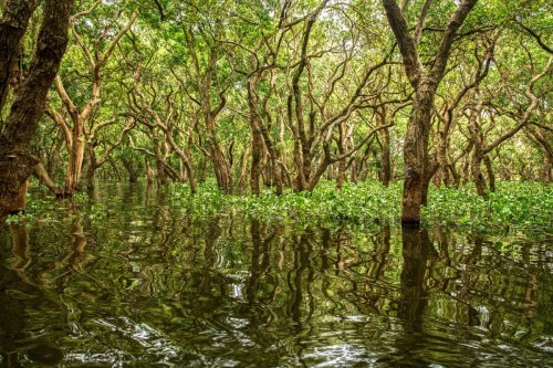 Bangladesh mangrove forest