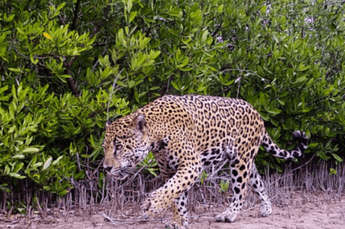 a jaguar walks through mangrove forest of Mexico