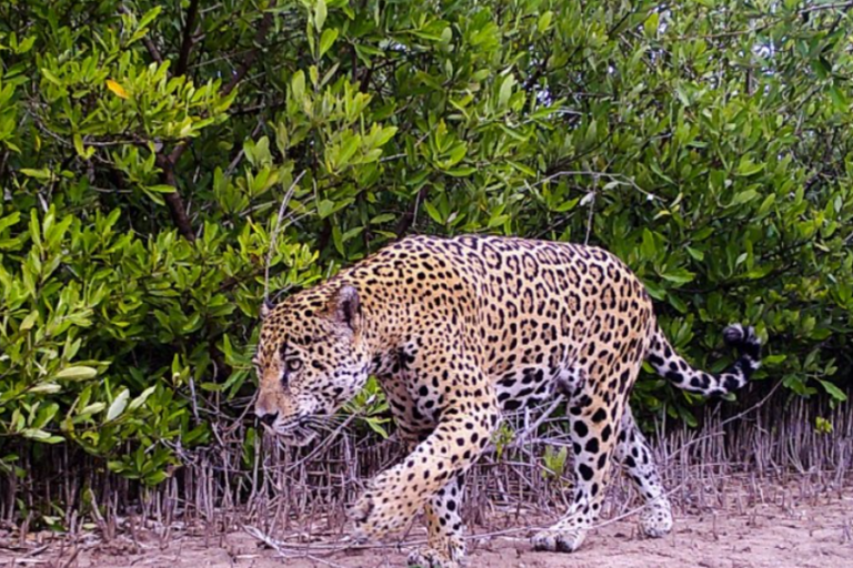 Endangered jaguars of Mexico\s mangrove forests