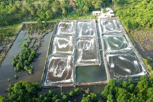 shrimp farms threaten mangroves