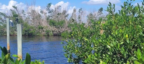 a patch of dying mangroves