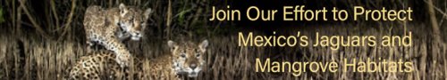 mexican jaguars in mangroves