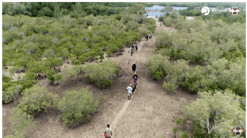 40 year study on planted mangroves