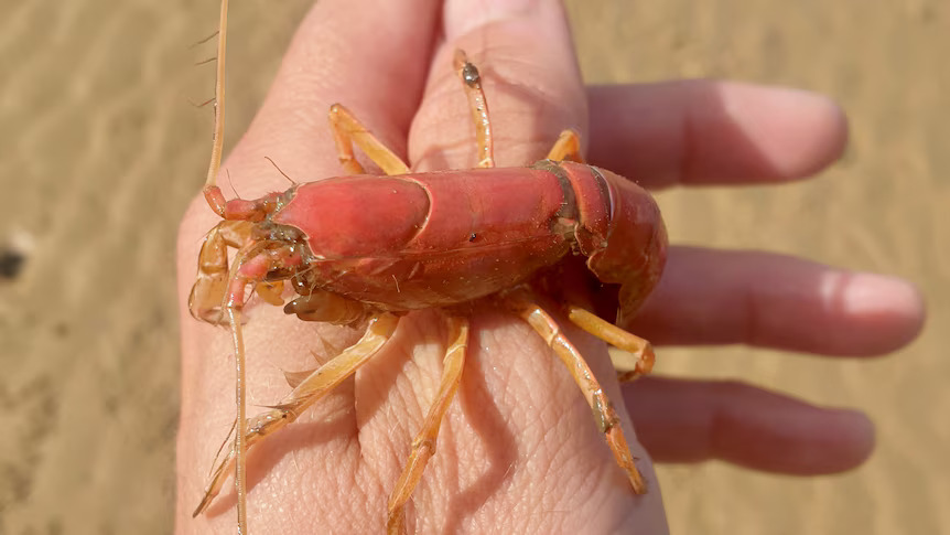 rare pink mangrove lobster