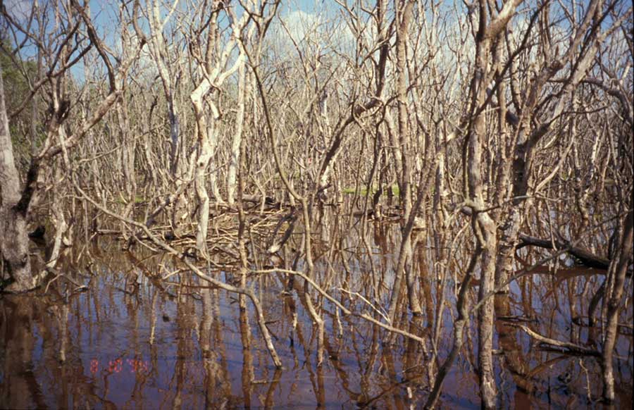 mangrove die-off in Florida - photo credit Bay Soundings Habitat Protection & Restoration