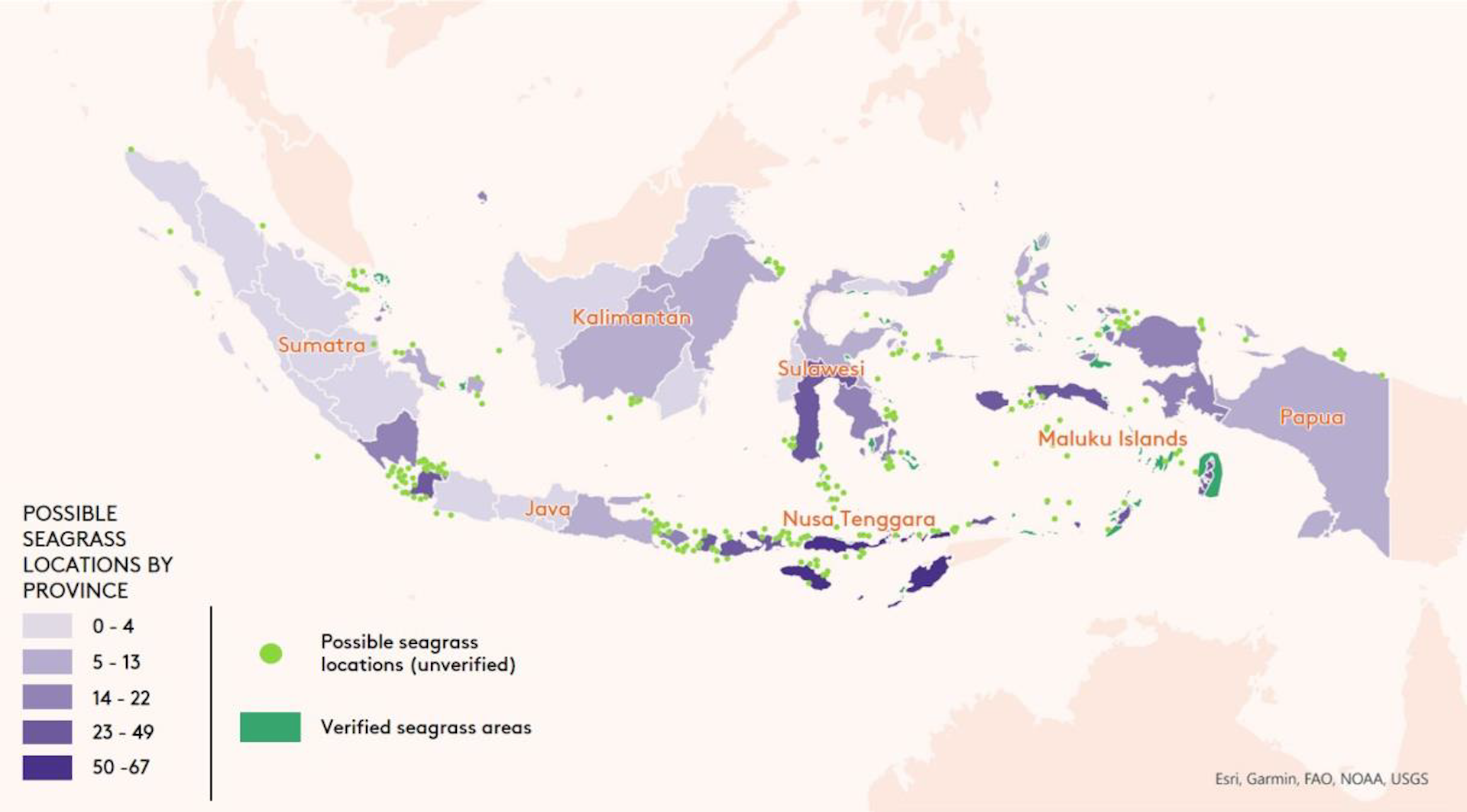 indonesian mangroves and seagrass