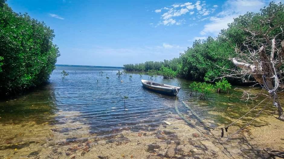 Coastal wetlands, including mangroves like these in Jamaica