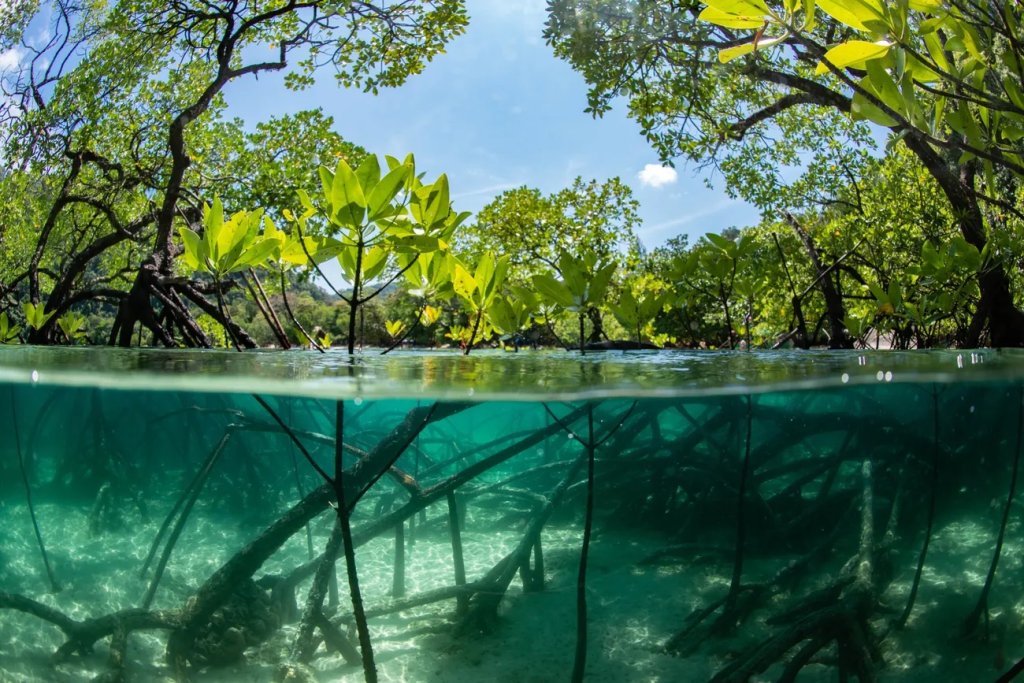 The ICAR-Central Marine Fisheries Research Institute (CMFRI) has initiated a mangrove plantation drive aimed at enhancing the resilience of coastal ecosystems.