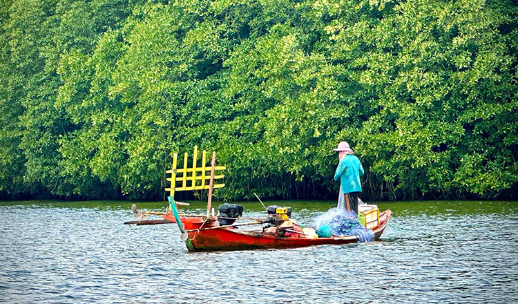 Plans to turn mangrove areas into tourism hotspots