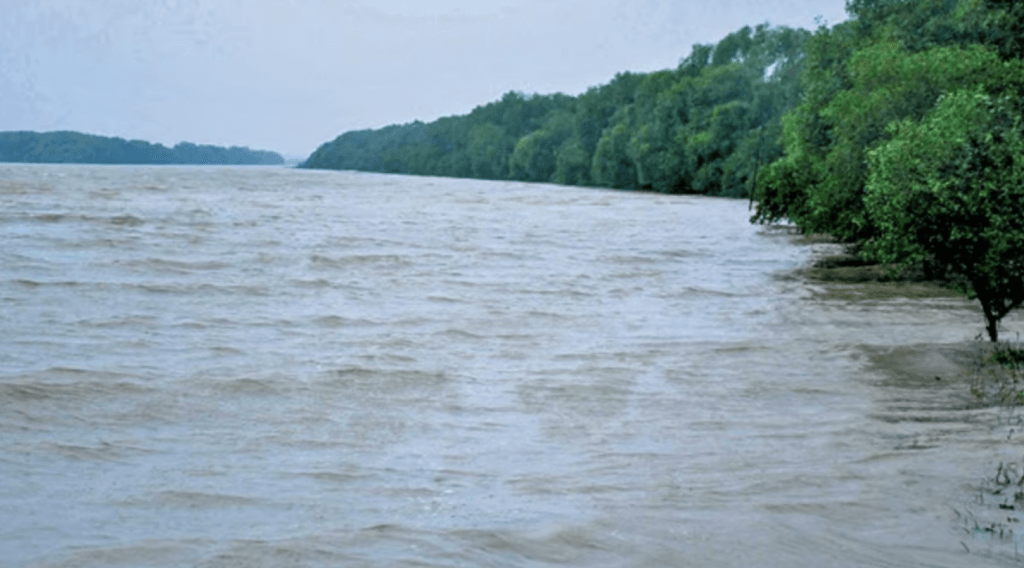 Mangroves protect coast from cyclone