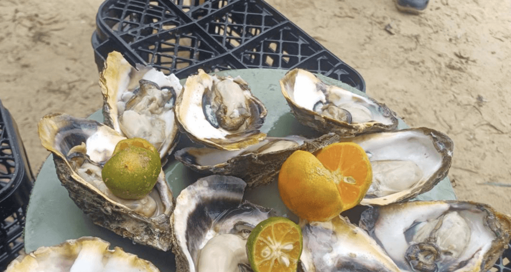 Oyster farming in mangroves