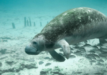 Florida manatees