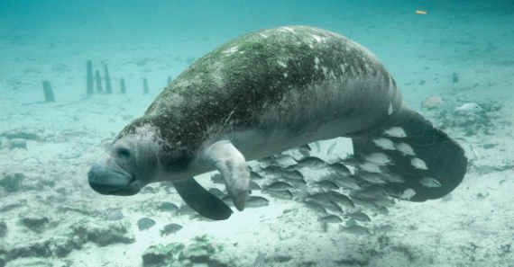 Florida Manatees