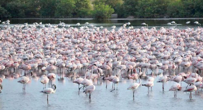 Flamingo Lake