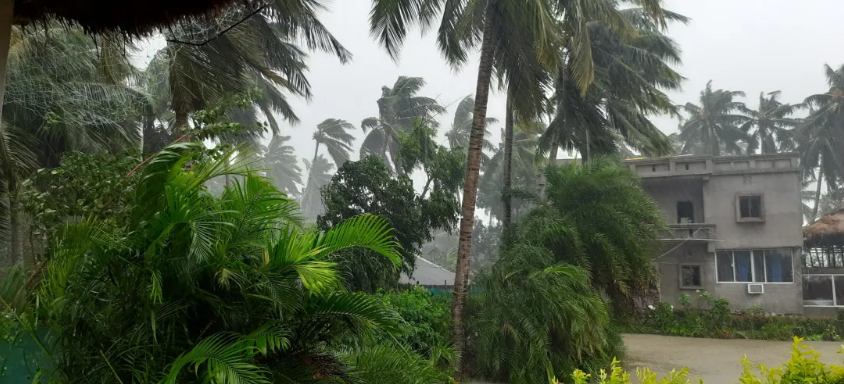 cyclone-absorbing mangroves protect coast