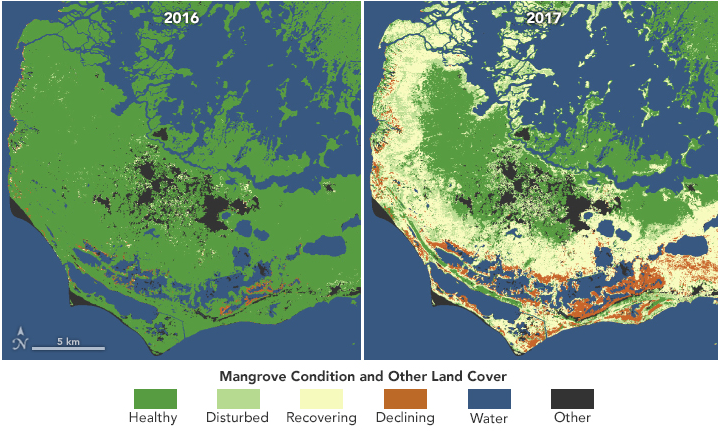 mangroves losing their resilience