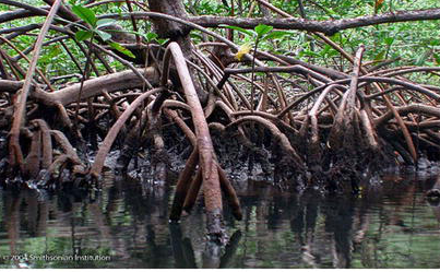 mangrove roots extensive underground networks