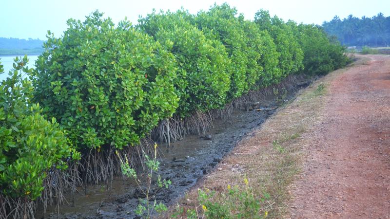 microplastics and mangroves study