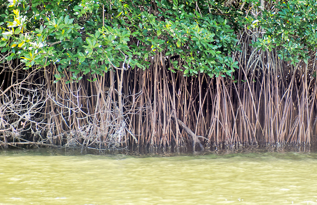 a new protected mangrove forest area