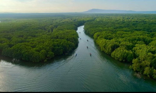 Mangrove Festival