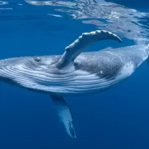 Humpback whale off Pananma