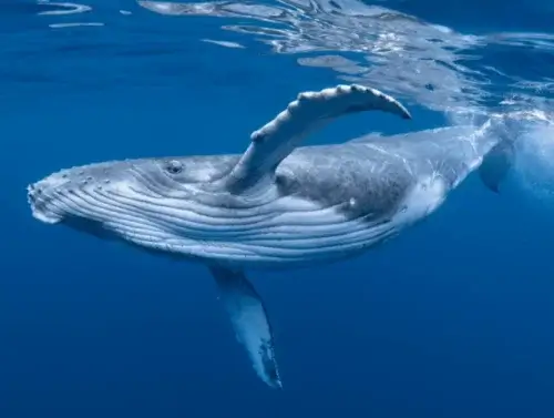 Humpback whale off Pananma