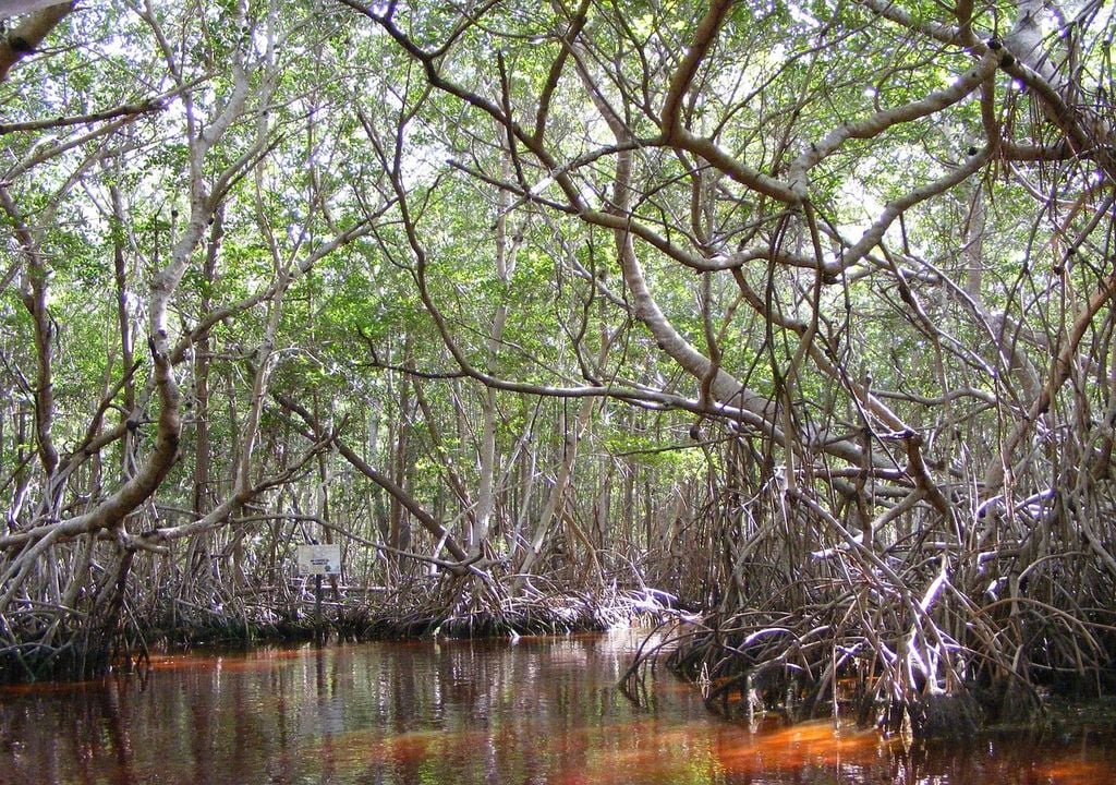 Finnish researchers support mangroves