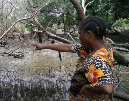 Tazama oil spill to blame for the mangrove dieback