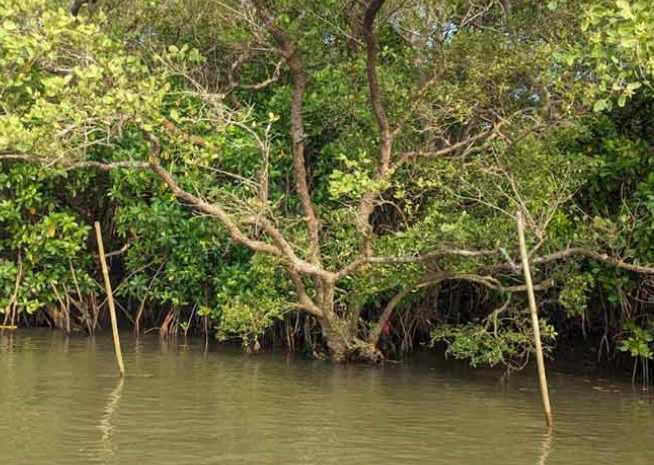 Sundarbans Mangroves and pollution