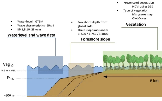 mangroves and wave reduction study